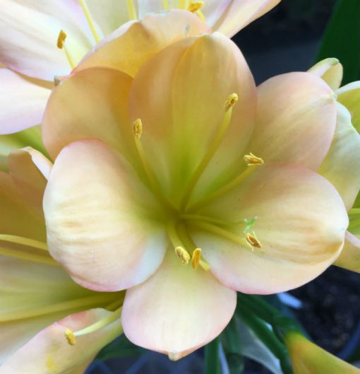 SH79 Mid toned Peach Clivia miniata with light green throat and pink blush