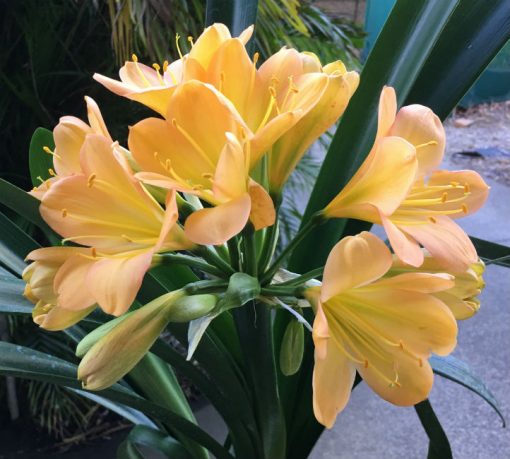 SH79 Mid toned Peach Clivia miniata with light green throat and pink blush - Image 2