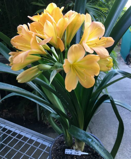 SH79 Mid toned Peach Clivia miniata with light green throat and pink blush - Image 3
