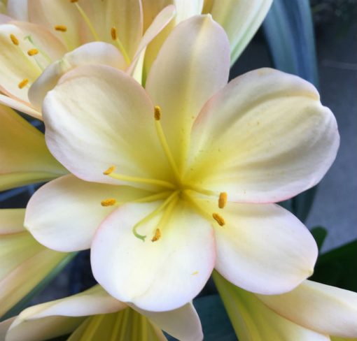 SH80 Light toned peach Clivia miniata with pink blush - Image 3
