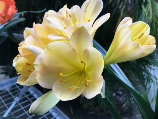 SH80 Light toned peach Clivia miniata with pink blush - Image 2