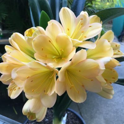 SH80 Light toned peach Clivia miniata with pink blush