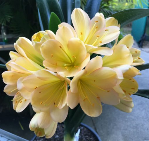 SH80 Light toned peach Clivia miniata with pink blush