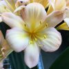SH81 Mid toned peach Clivia miniata with pink blush - Image 2