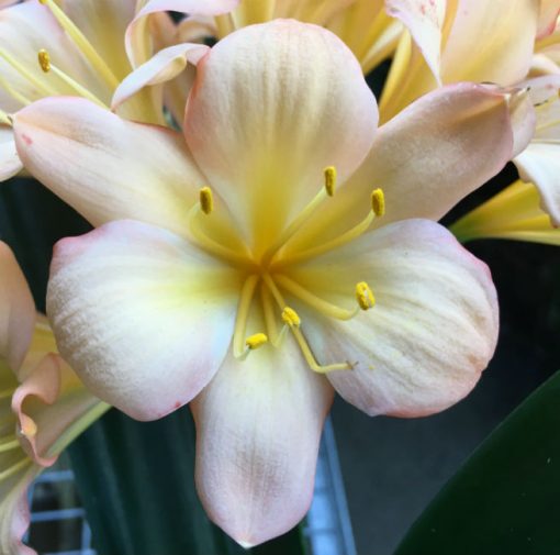 SH81 Mid toned peach Clivia miniata with pink blush - Image 2