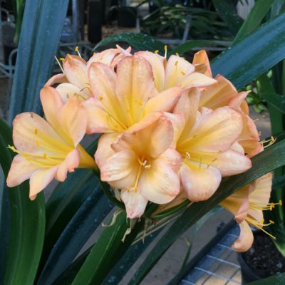 SH81 Mid toned peach Clivia miniata with pink blush