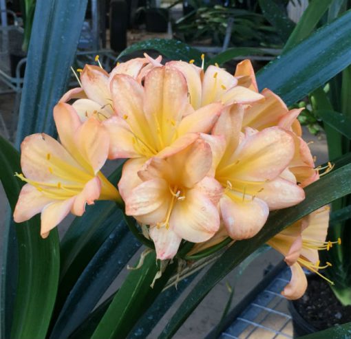 SH81 Mid toned peach Clivia miniata with pink blush