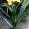 SH81 Mid toned peach Clivia miniata with pink blush - Image 3