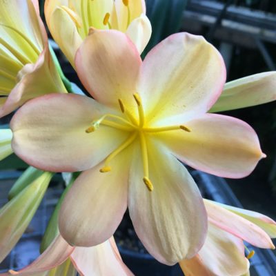 SH82 Light to mid toned peach Clivia miniata with pink blush