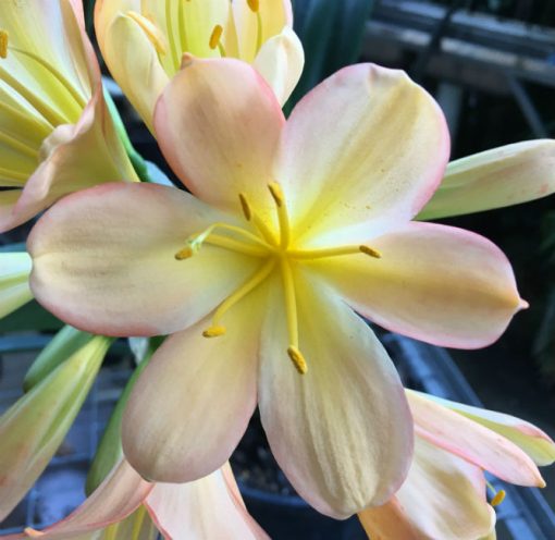 SH82 Light to mid toned peach Clivia miniata with pink blush