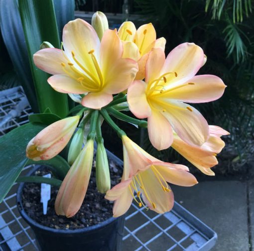 SH82 Light to mid toned peach Clivia miniata with pink blush - Image 2