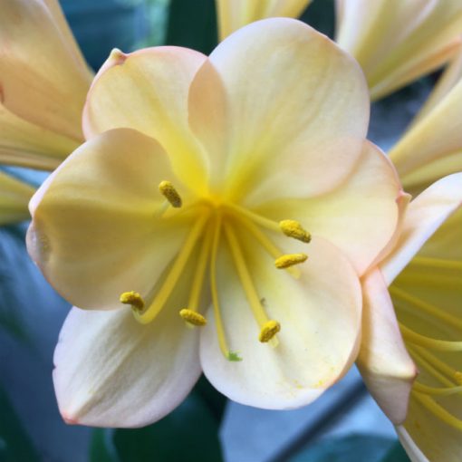 SH84 'Vannery Imam' Clivia miniata with strongly infused pink and superb flower shape - Image 2