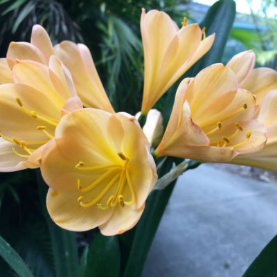 SH84 'Vannery Imam' Clivia miniata with strongly infused pink and superb flower shape