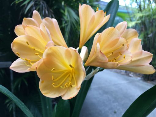 SH84 'Vannery Imam' Clivia miniata with strongly infused pink and superb flower shape