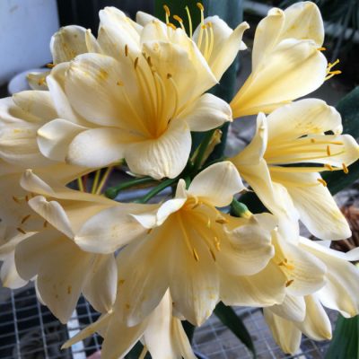 SH85 Very pale cream/yellow Clivia miniata