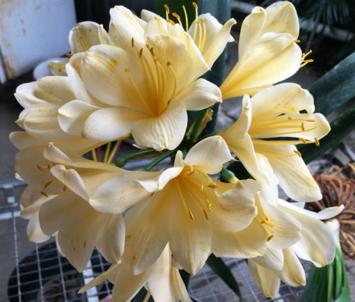 SH85 Very pale cream/yellow Clivia miniata