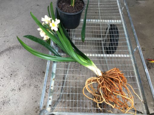 SH85 Very pale cream/yellow Clivia miniata - Image 2