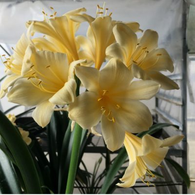 SH86 Pale cream/yellow Clivia miniata, slightly re-curved