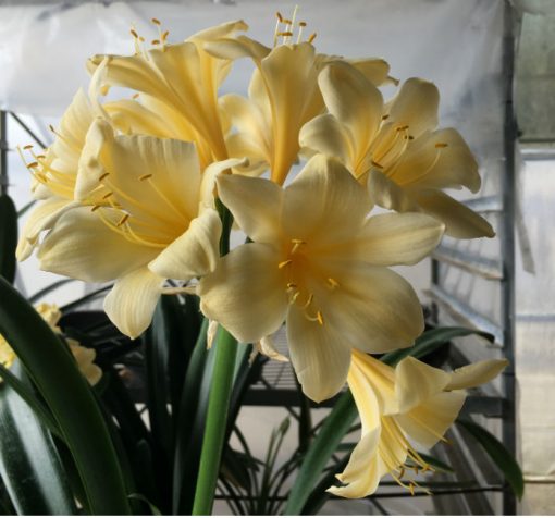 SH86 Pale cream/yellow Clivia miniata, slightly re-curved