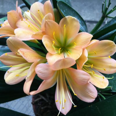 SH87 Victoria Peach with mid tones and dark green Throat