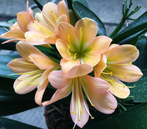 SH87 Victoria Peach with mid tones and dark green Throat