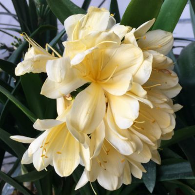 SH88 Pale yellow/cream Clivia miniata with yellow throat