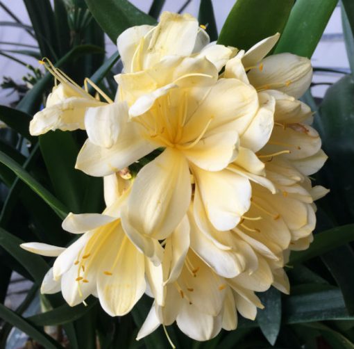 SH88 Pale yellow/cream Clivia miniata with yellow throat