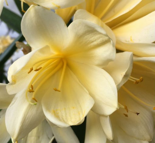 SH88 Pale yellow/cream Clivia miniata with yellow throat - Image 2
