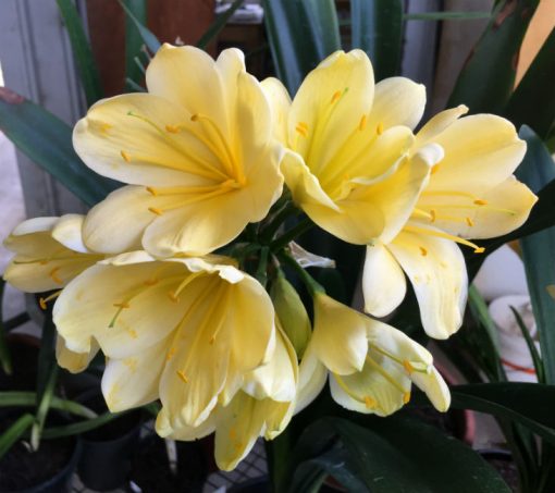 SH89 Yellow Clivia miniata with cream tones and large flowers - Image 2