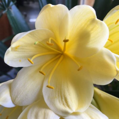SH89 Yellow Clivia miniata with cream tones and large flowers