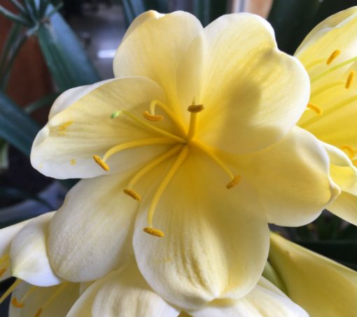 SH89 Yellow Clivia miniata with cream tones and large flowers