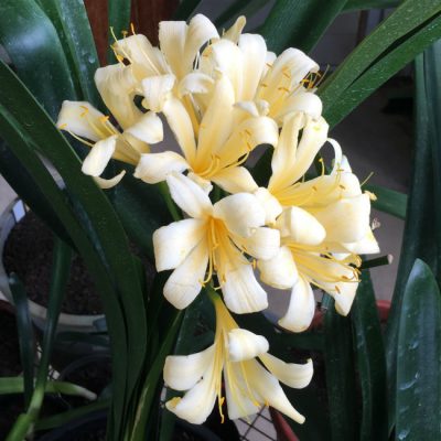 SH90 Re-Curve Yellow Clivia miniata