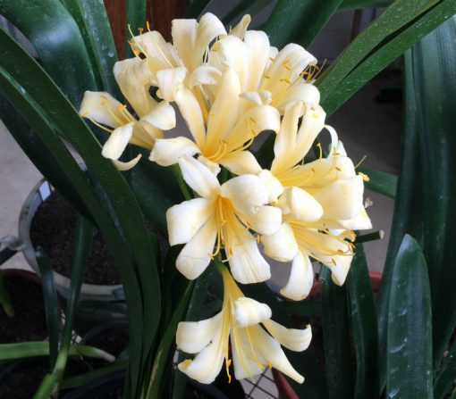 SH90 Re-Curve Yellow Clivia miniata