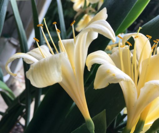 SH90 Re-Curve Yellow Clivia miniata - Image 2