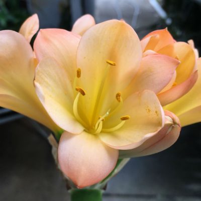 SH91 Pink Peach Clivia miniata