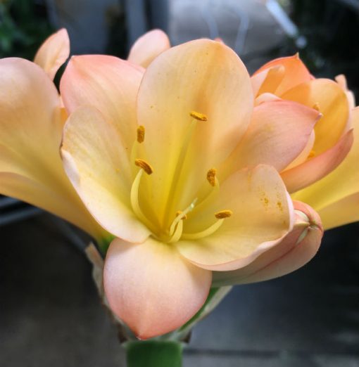 SH91 Pink Peach Clivia miniata