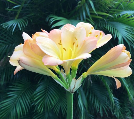 SH91 Pink Peach Clivia miniata - Image 2