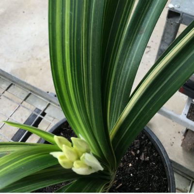 SH92 Variegated yellow Clivia miniata