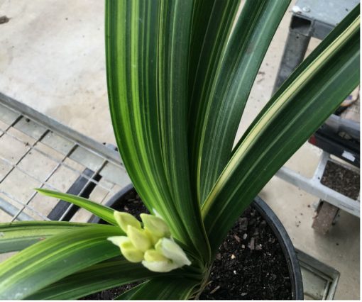 SH92 Variegated yellow Clivia miniata