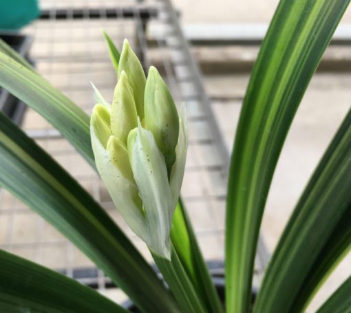 SH92 Variegated yellow Clivia miniata - Image 2