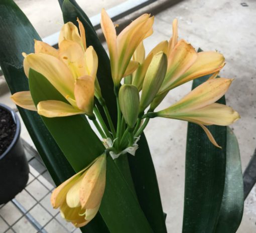 SH93 Peach Clivia miniata with light pink blush and green throat - Image 2