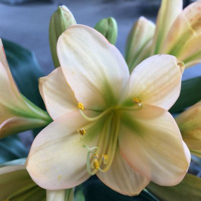 SH93 Peach Clivia miniata with light pink blush and green throat