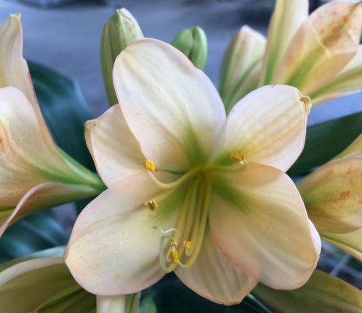 SH93 Peach Clivia miniata with light pink blush and green throat
