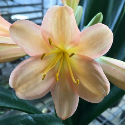 SH94 Chris Welgemoed Peach Clivia miniata with strong pink blush