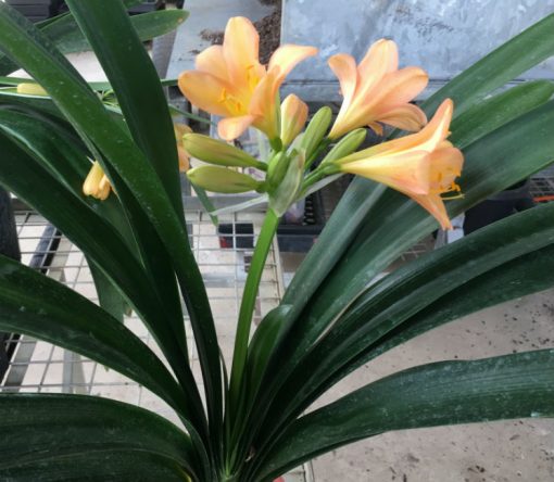 SH94 Chris Welgemoed Peach Clivia miniata with strong pink blush - Image 2