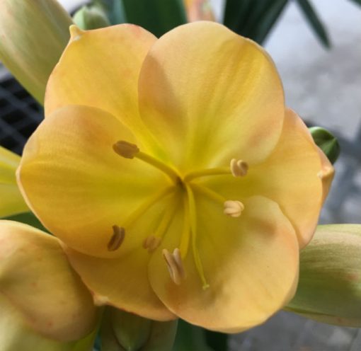 SH95 Mid Peach Clivia miniata with light green throat