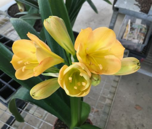 SH95 Mid Peach Clivia miniata with light green throat - Image 2