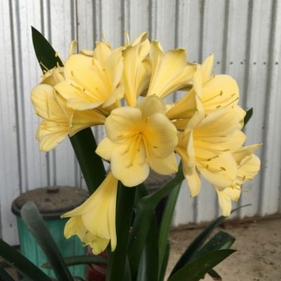 SH96 Pale to Mid Yellow/Cream Clivia miniata with hint of buttercup tones