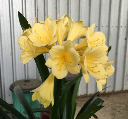 SH96 Pale to Mid Yellow/Cream Clivia miniata with hint of buttercup tones
