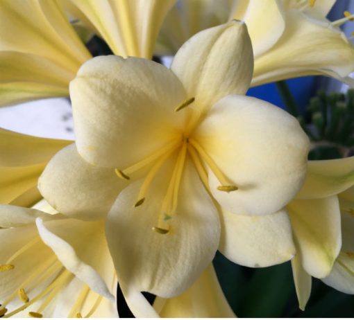 SH96 Pale to Mid Yellow/Cream Clivia miniata with hint of buttercup tones - Image 2